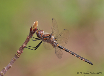 Helocordulia uhleri, male